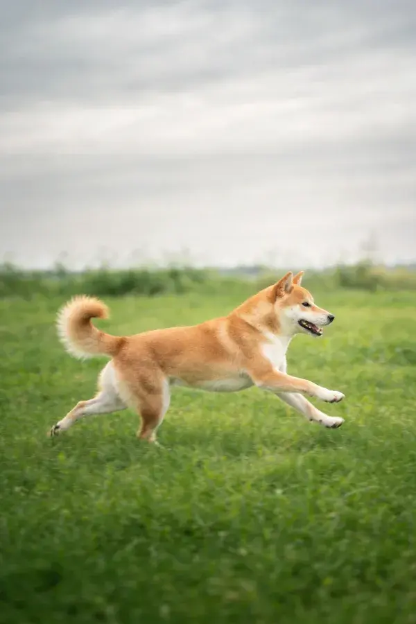 草原上动态捕捉一只柴犬