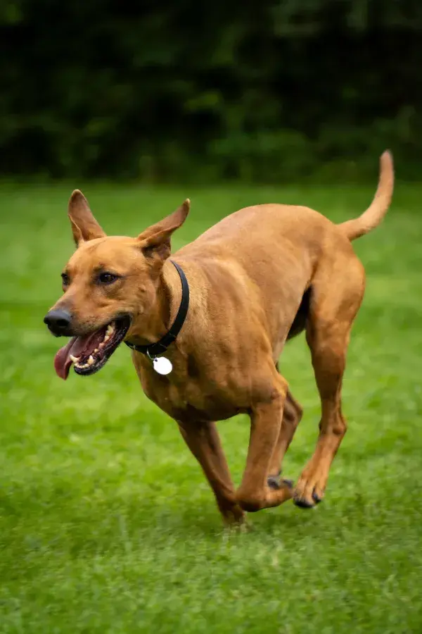 草地上的罗德西亚脊背犬奔跑
