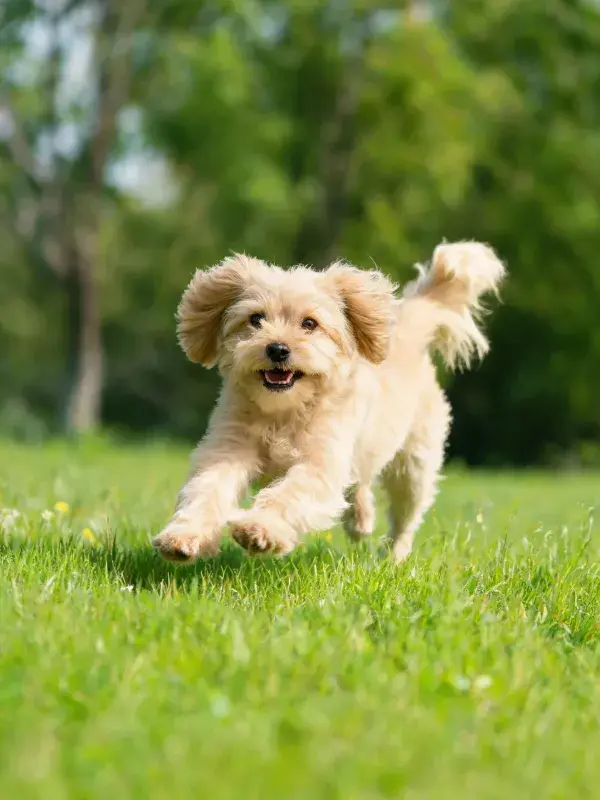阳光草地上的卷毛混种犬奔跑场景