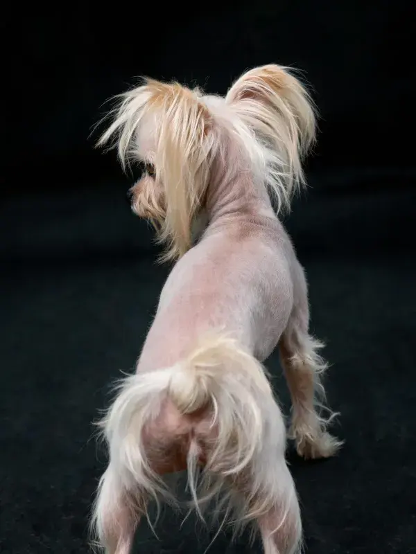 静止姿态下的中国冠毛犬特写