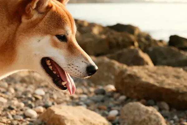 沙滩岩石旁的柴犬侧面特写