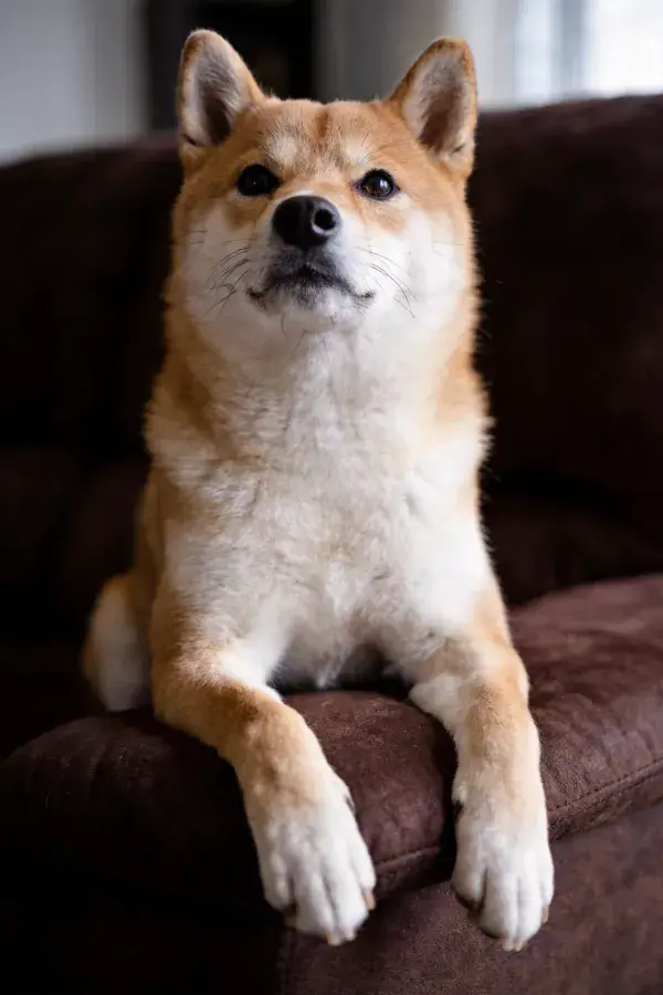 柴犬趴在深棕色沙发上特写