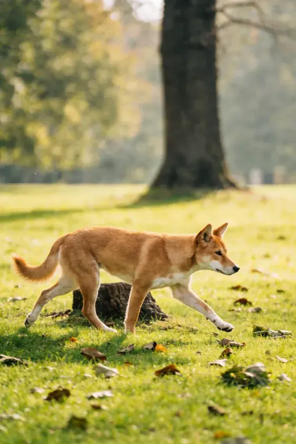 阳光下草地上的澳洲野犬行走瞬间