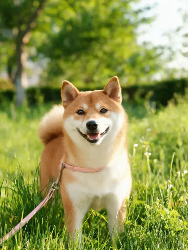 阳光草地上的柴犬特写