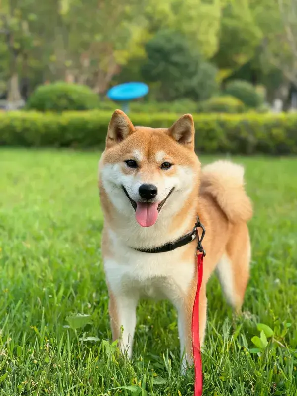 草坪上的柴犬站立姿态