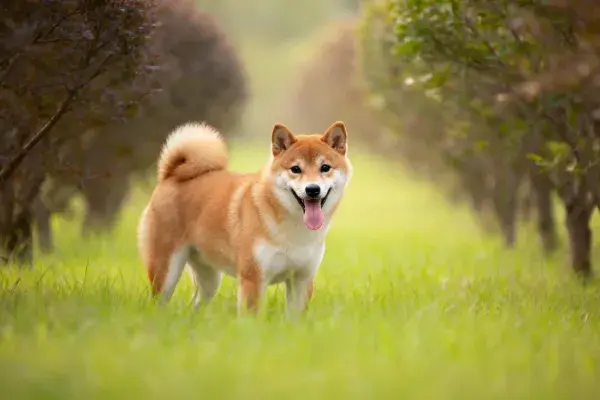 树林间草地上的秋田犬