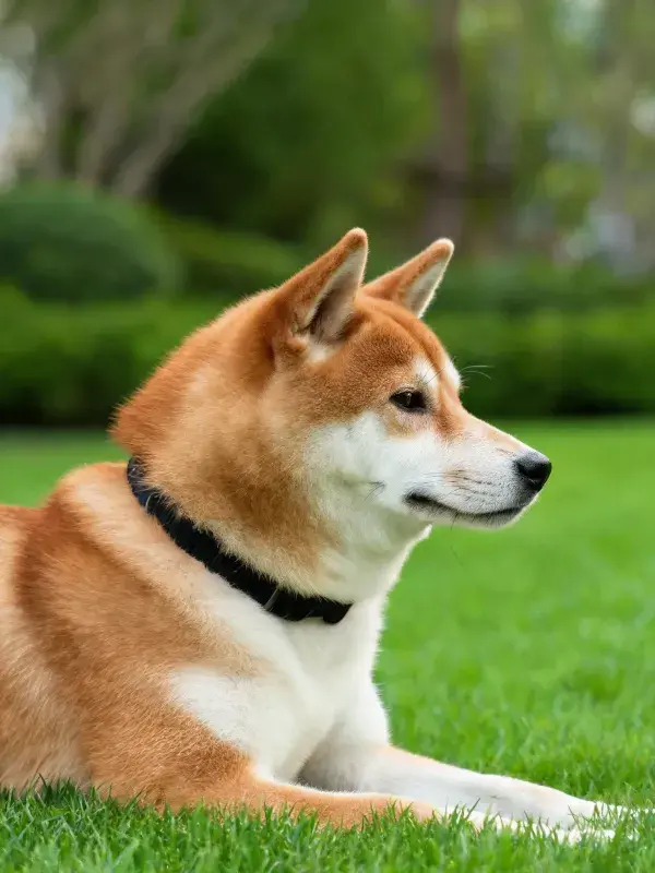 阳光下草坪上的柴犬特写