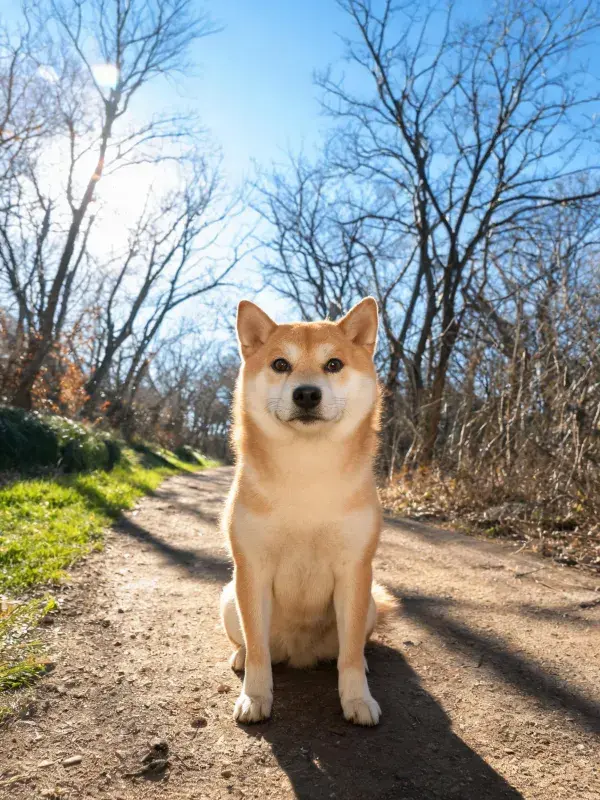 林间土路阳光下的秋田犬