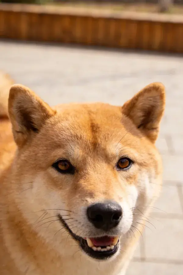 柴犬在户外阳光下的特写画面