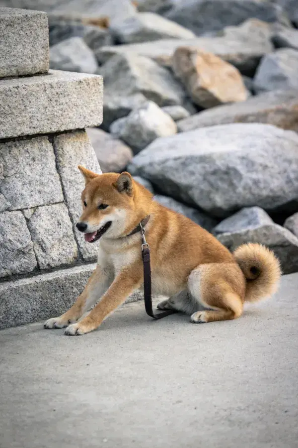 石墙旁的秋田犬坐姿特写