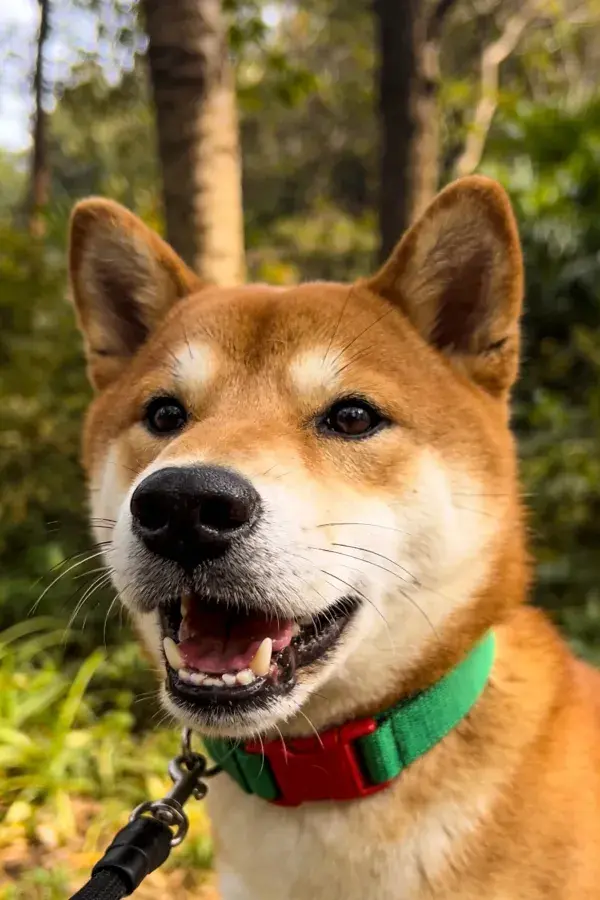森林背景下柴犬特写镜头