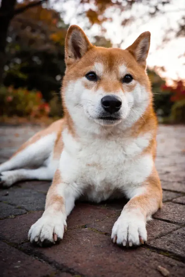 户外砖石地面上的柴犬特写