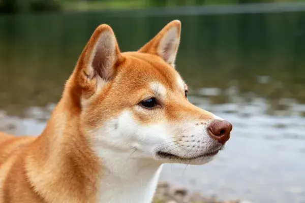 水边侧影中的狆犬特写