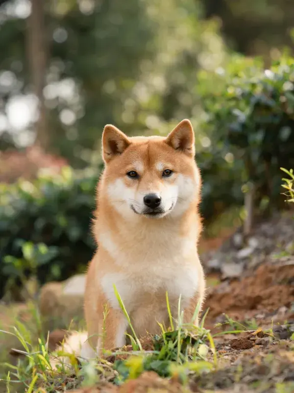 户外草地上的柴犬特写
