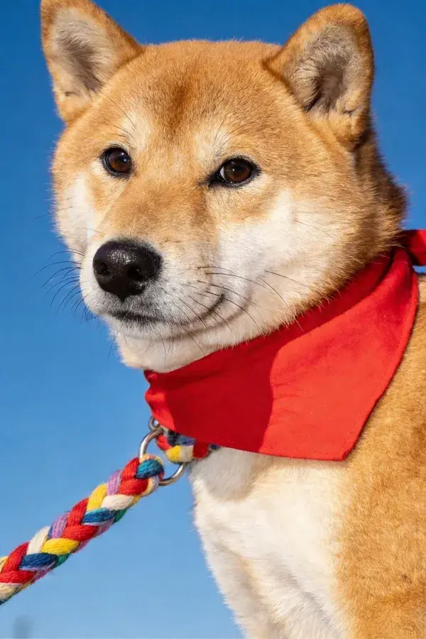 蓝天背景下系红色围巾的柴犬特写
