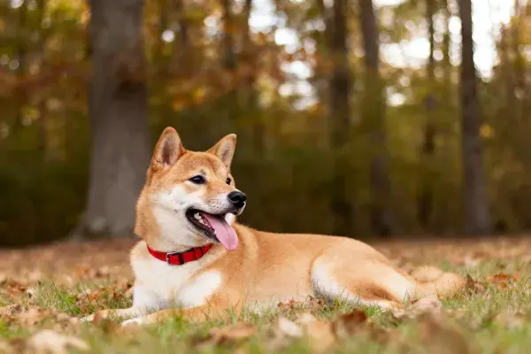 森林落叶中休憩的柴犬
