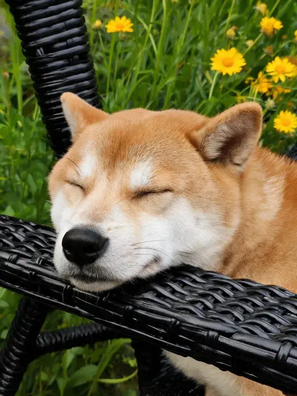 户外藤椅上的柴犬休息场景