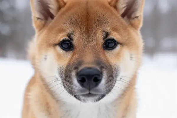 雪地中专注的柴犬肖像
