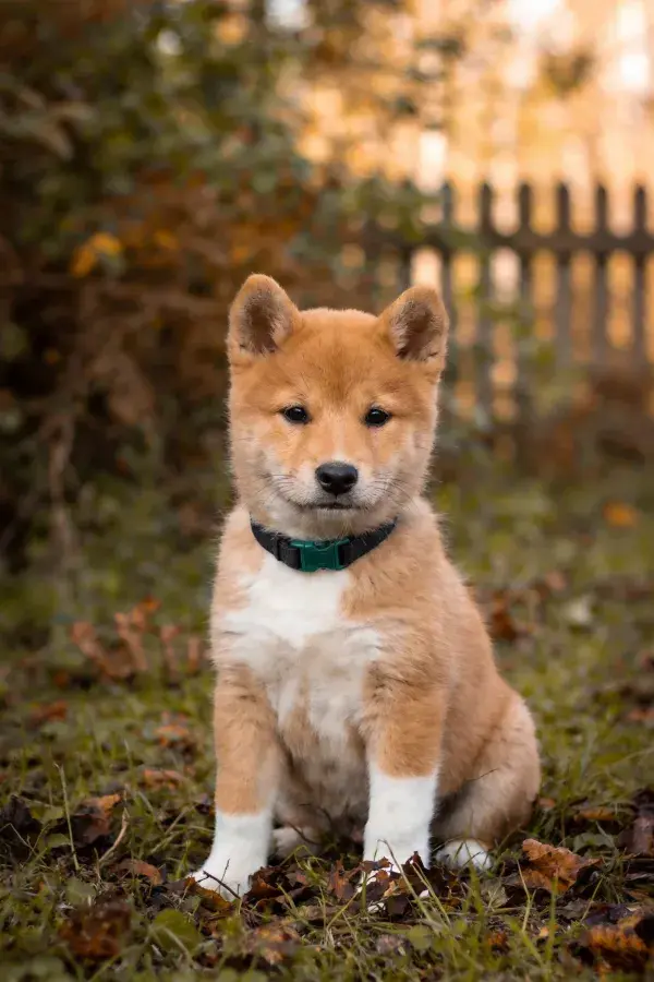 户外草地上的柴犬幼犬特写