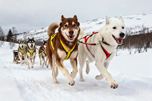西伯利亚雪橇犬队雪地拉雪橇场景