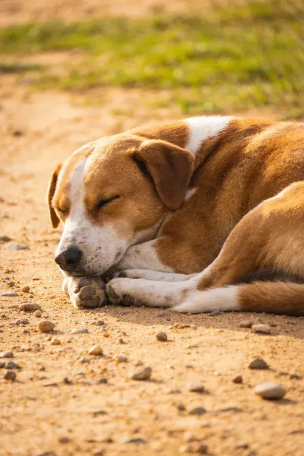 阳光下棕白相间的混血犬休憩瞬间