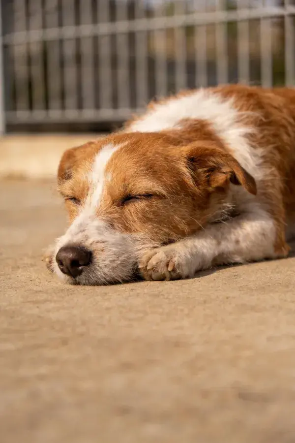 露天场地上的混种犬休息场景