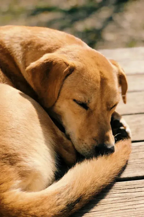 金毛混种犬 于木板上蜷卧休息