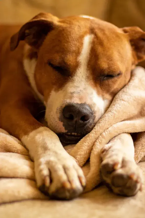 斯塔福梗犬在室内毯子上休息的场景