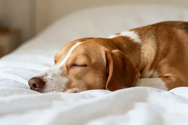 静卧的比格犬在床上休息