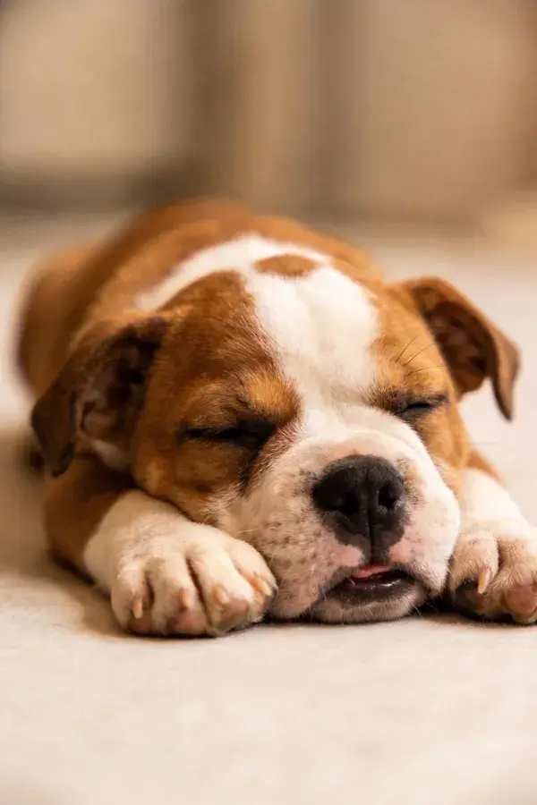 室内暖光下休息的美国斗牛犬幼犬