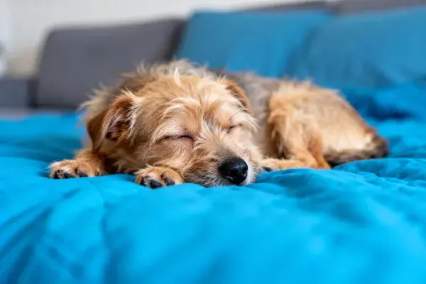蓝色床铺上的小型混种犬休憩场景