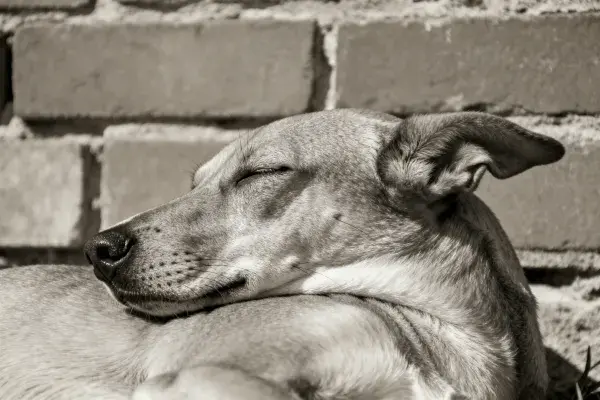 混种犬靠砖墙休憩的场景