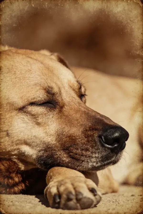 短毛混种犬休憩特写场景