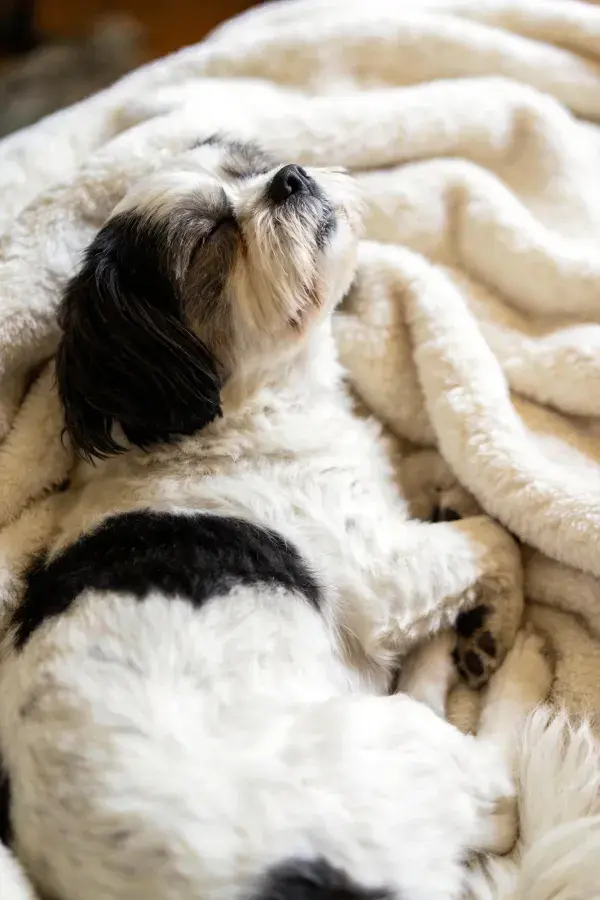 西施犬在柔软毯子上的特写细节