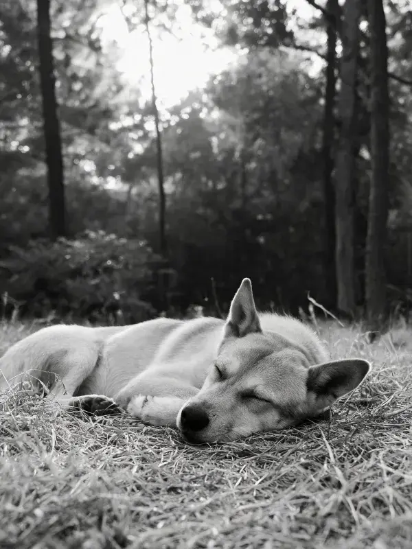 森林草地间短毛犬休憩瞬间