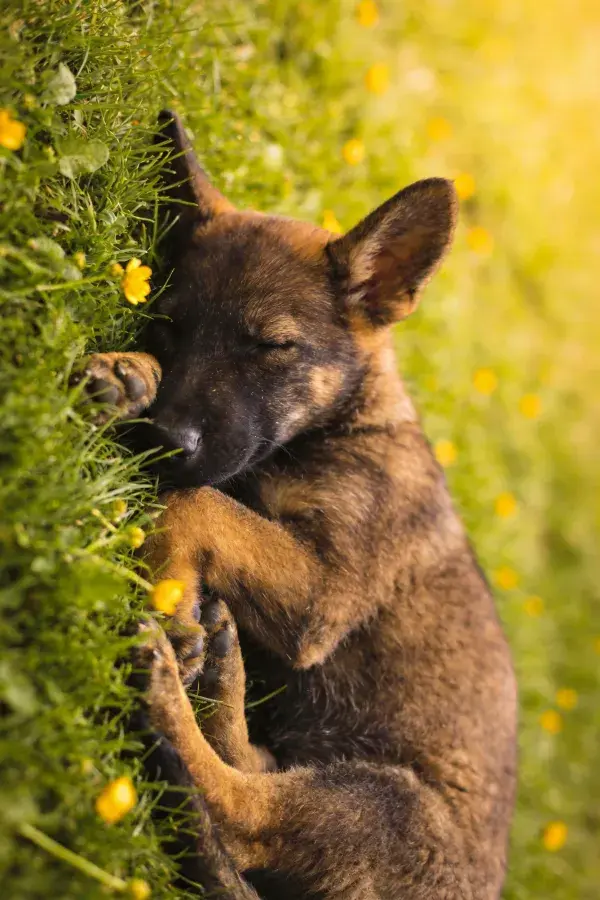 德国牧羊犬幼犬于花草间休憩