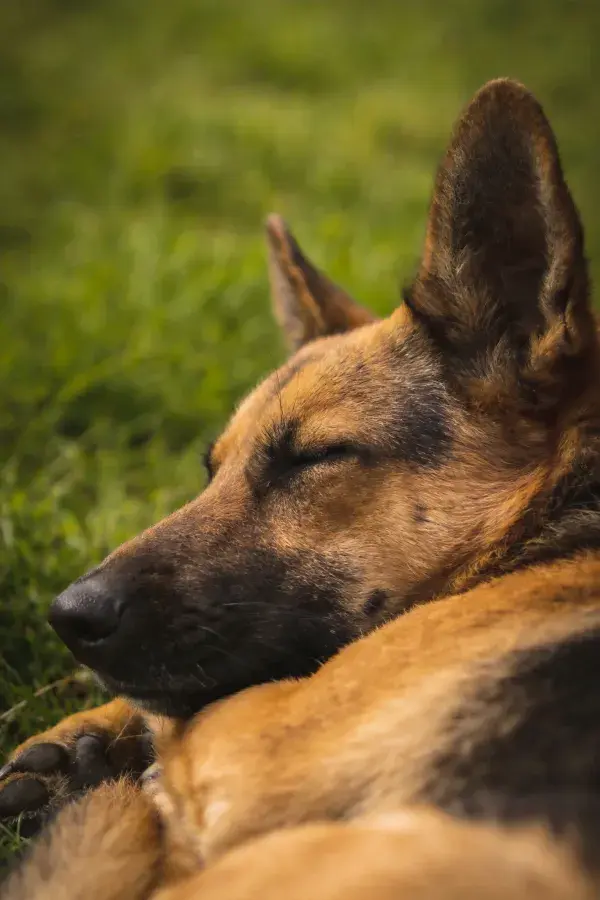 草地上休息的德国牧羊犬
