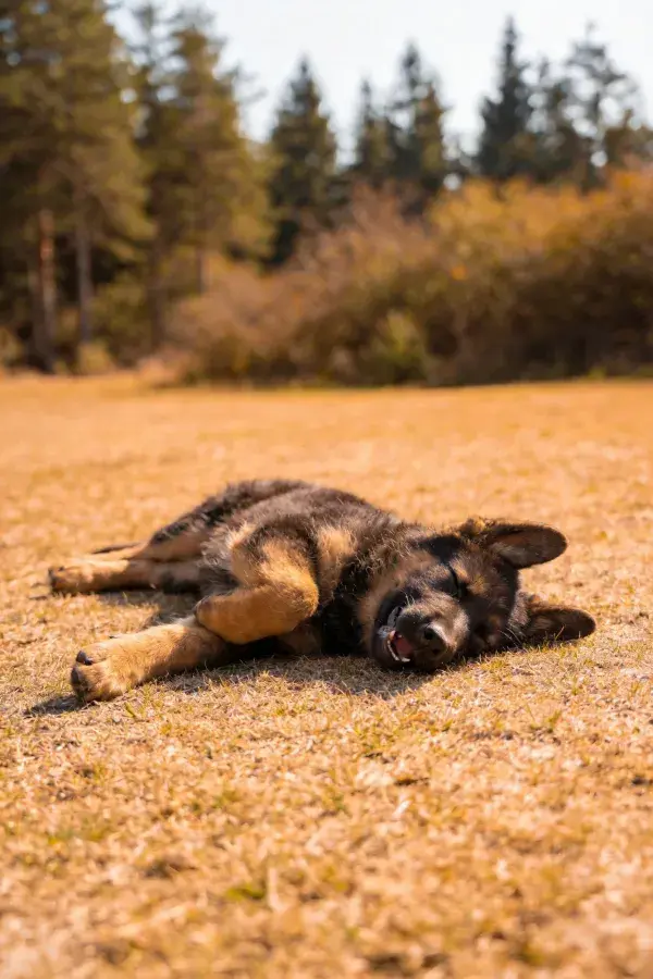阳光下的草地与德国牧羊犬
