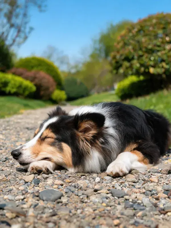 边境牧羊犬在碎石路上休息