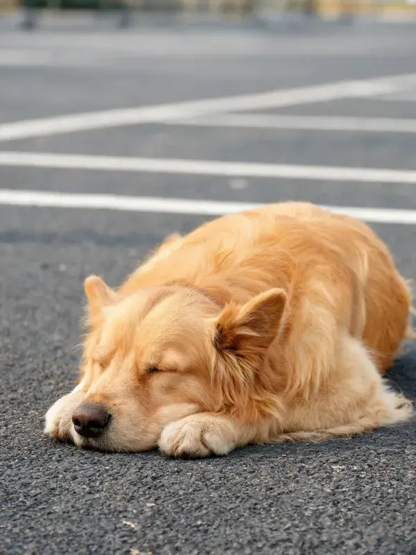 黑色沥青路面上的金毛犬休息场景