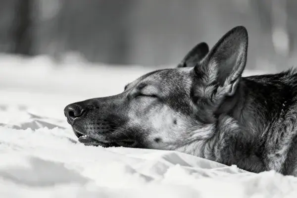 德国牧羊犬在雪地中休憩