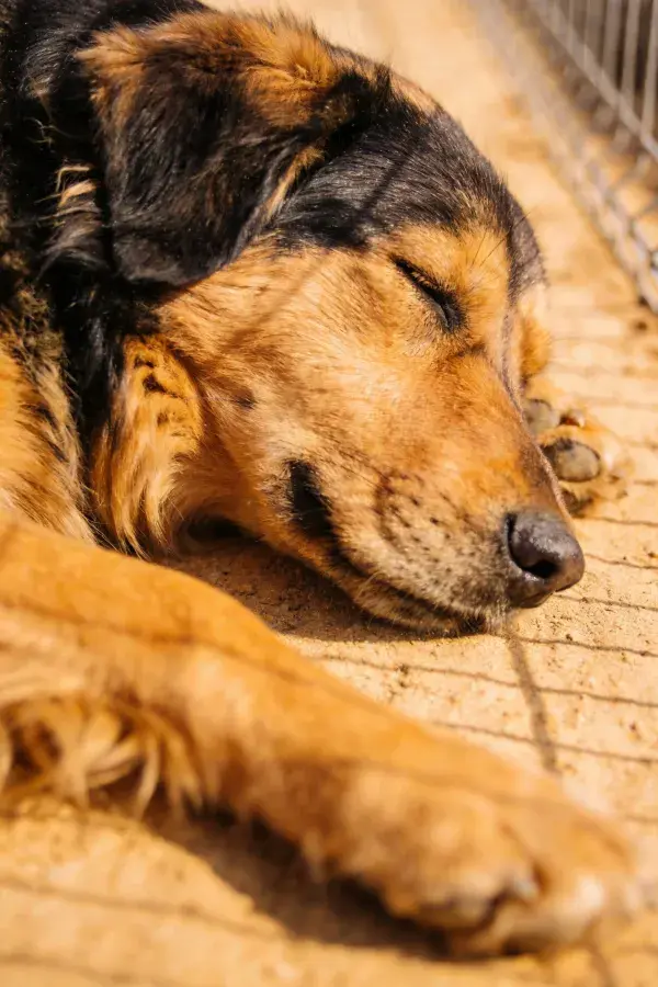 户外围栏边熟睡的混血工作犬