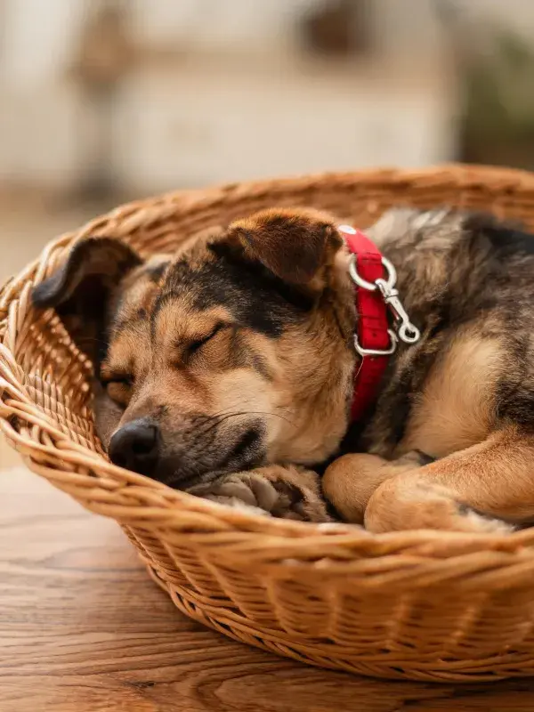 混血犬在藤编篮内的休息场景