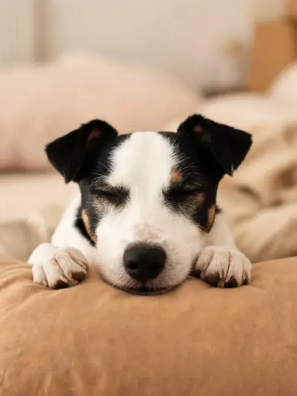 杰克罗素梗幼犬的休憩特写