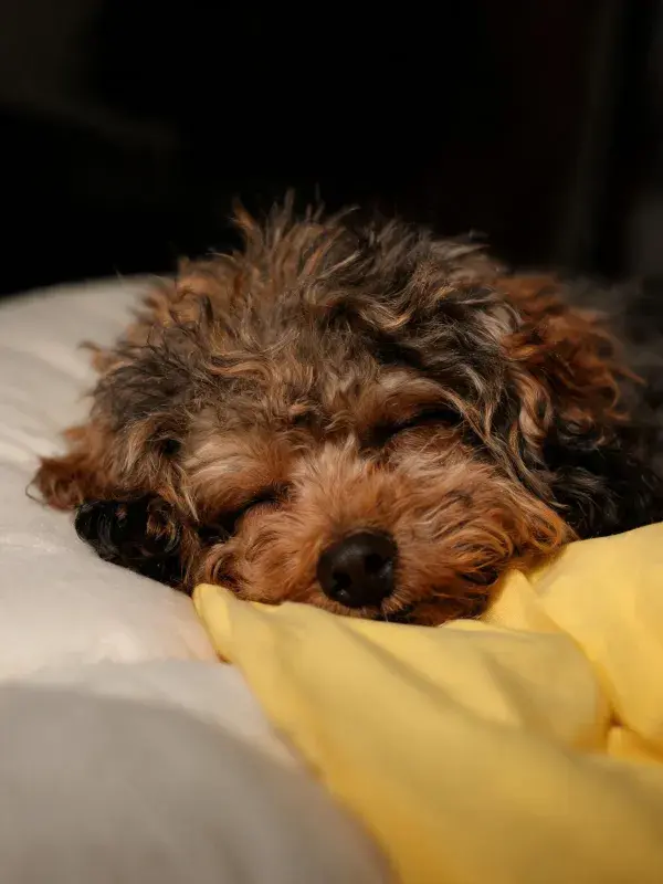床上卷毛贵宾犬睡眠特写