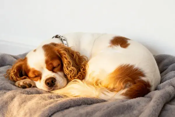 可卡犬在灰色毯子上的休息场景