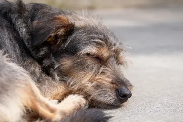 户外水泥地面上休息的粗毛混种犬
