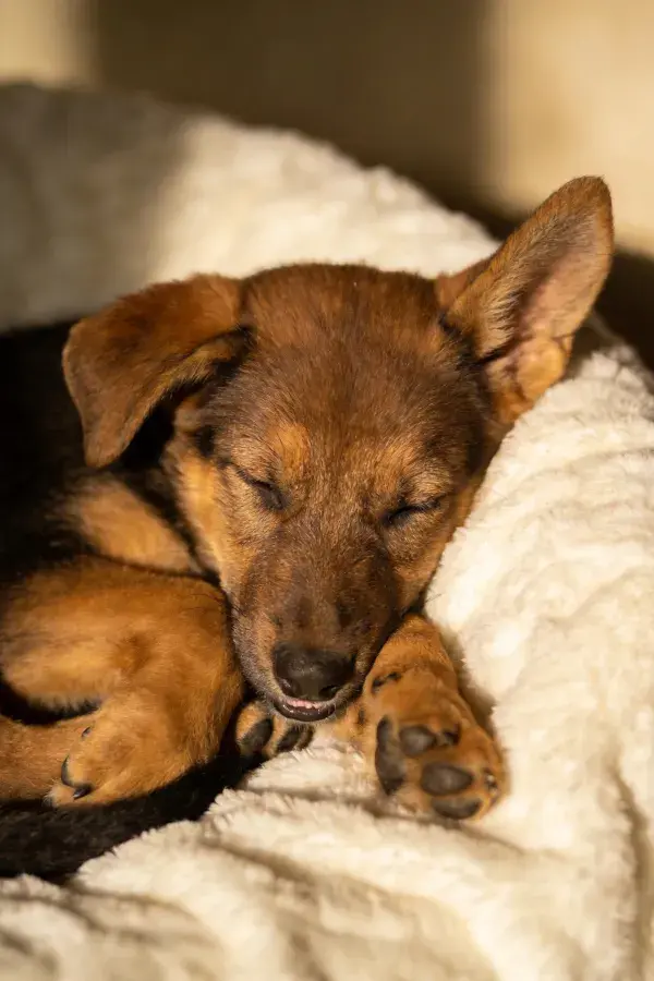 德国牧羊犬幼犬在柔软毯面上的休息场景