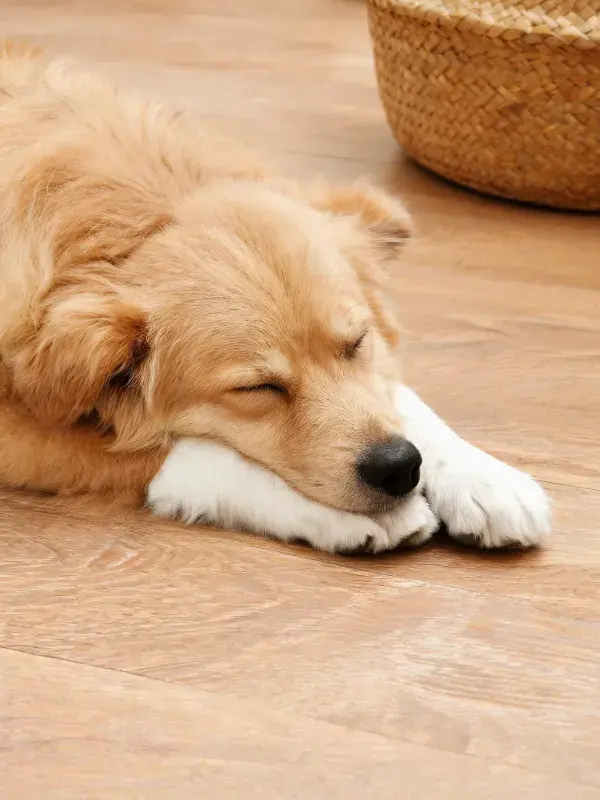静卧的金毛犬幼犬休息场景