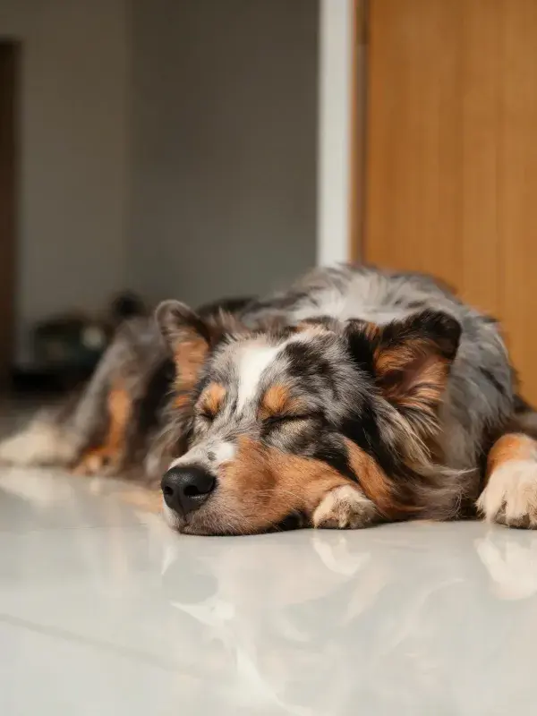 门边澳大利亚牧牛犬安静休憩场景